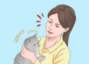 Cara Memahami dan Menyapa Kucing Anda